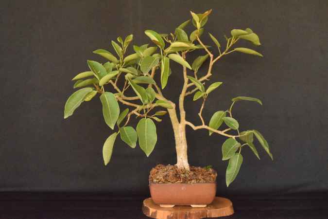Ficus viren