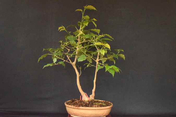 Ficus ramphii 2
