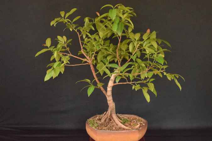Lipstick ficus 1