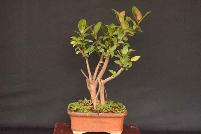 australian ficus 2