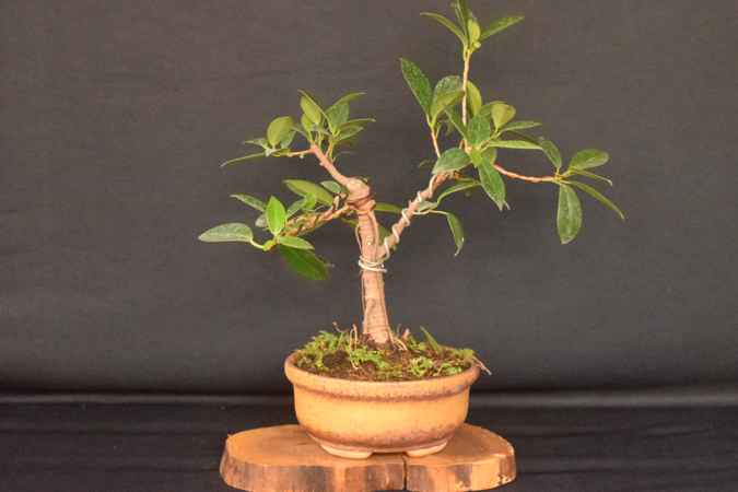 ficus 1