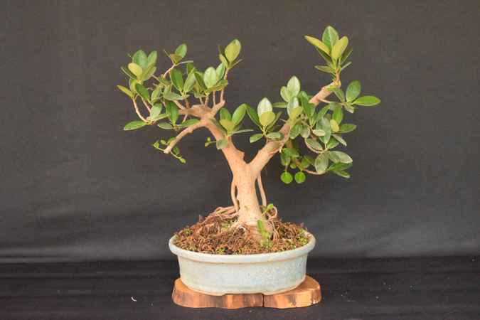 ficus longisland 1
