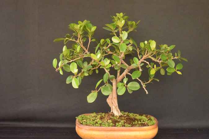 ficus retusa 3